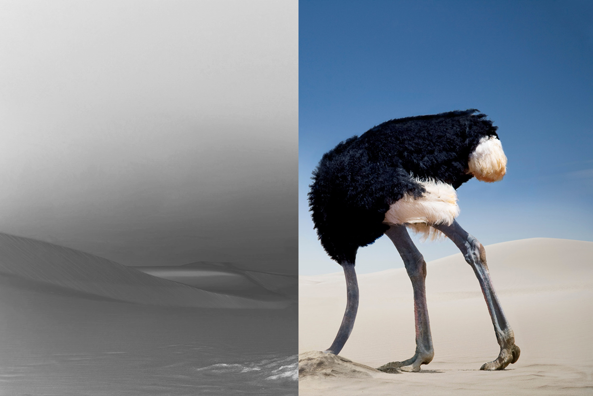 många företag gör som strutsen och sticker huvudet i sanden och väntar på att problem ska försvinna - så även inom sälj- och marknadsföring